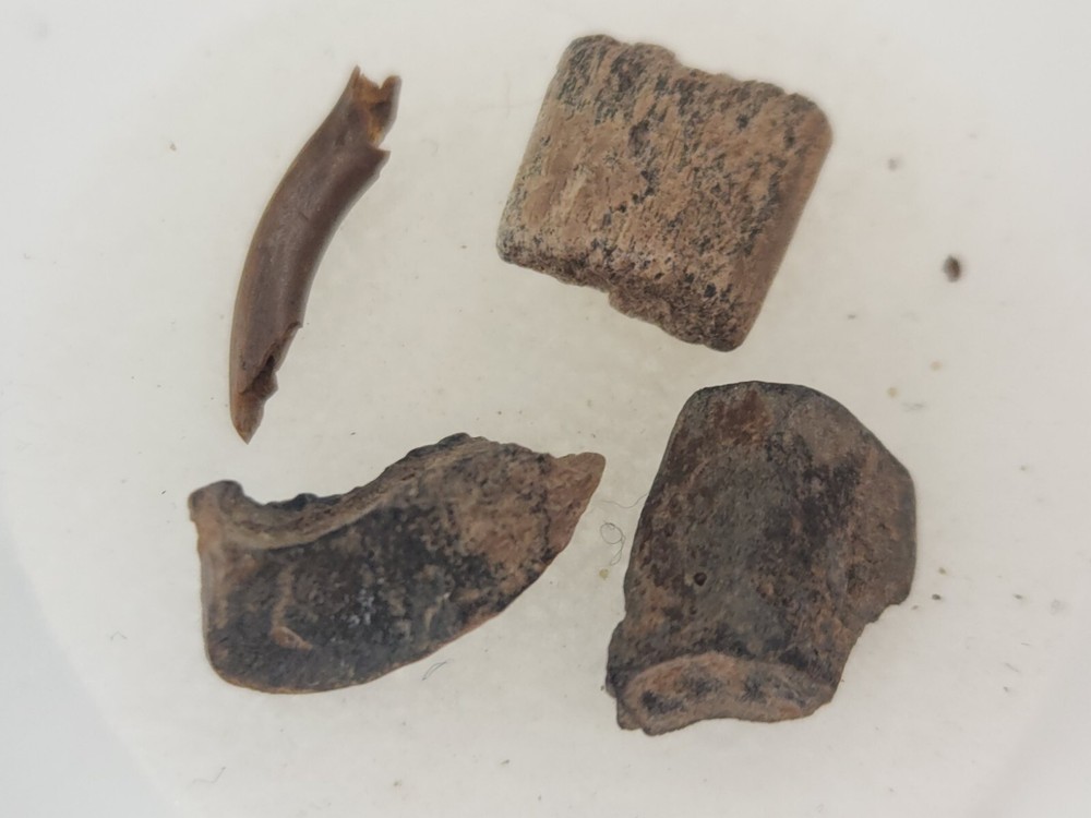 Lance Formation Micro Fossil Pack - Perfect for Teaching / Education - 70 Pieces