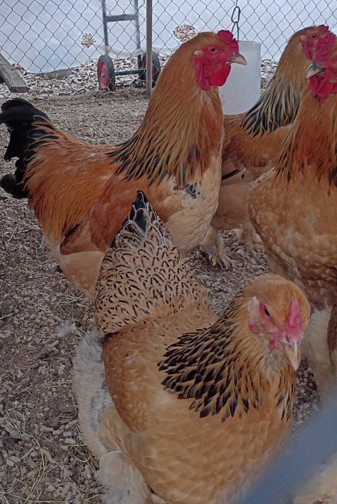 12+ Buff Brahma hatching eggs