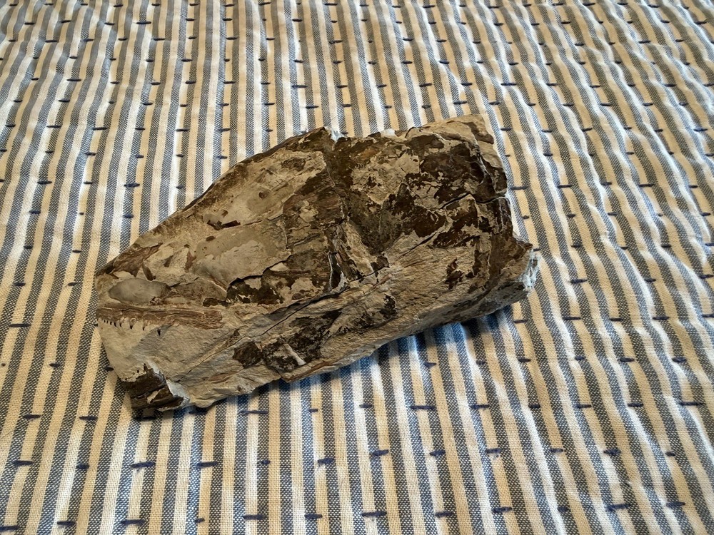 Fossilized Fish Skull With Teeth
