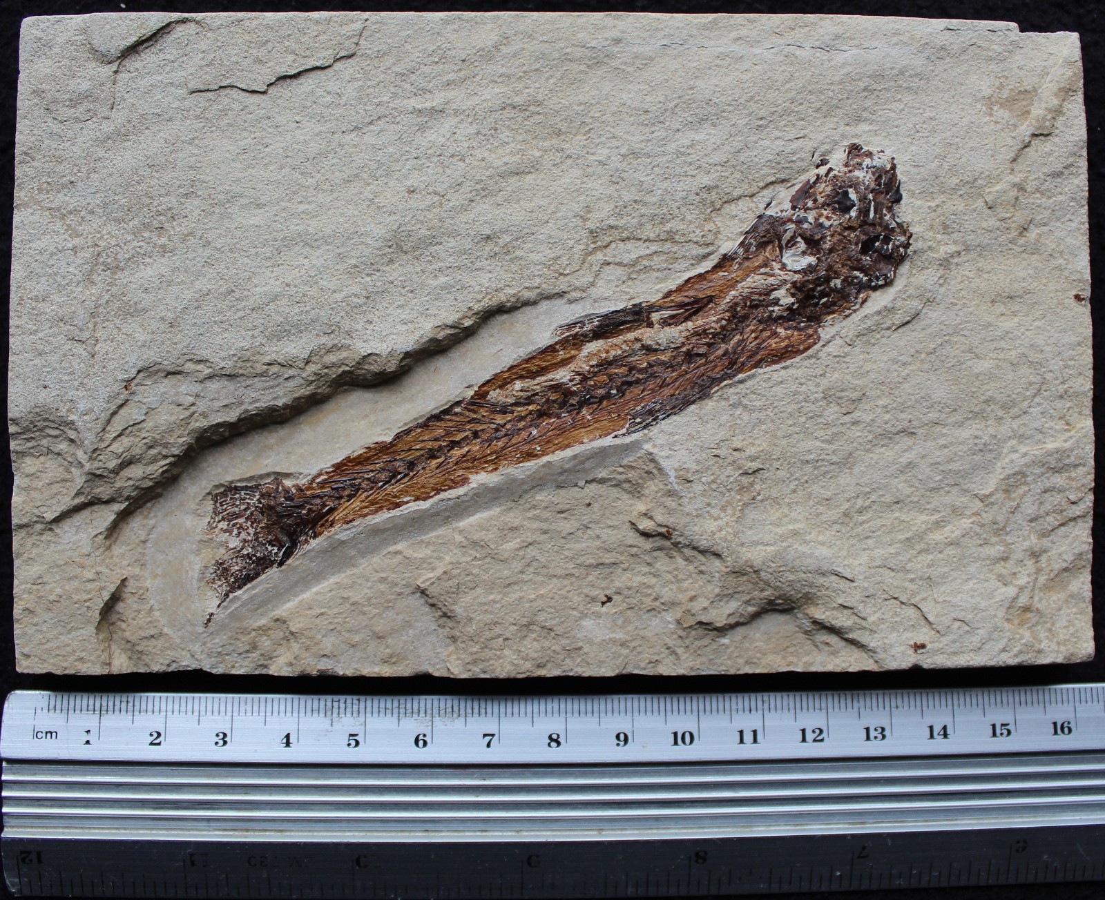 Charitosomus 23 - Zero Repairs with Nice Color - Cretaceous Fossils Lebanon