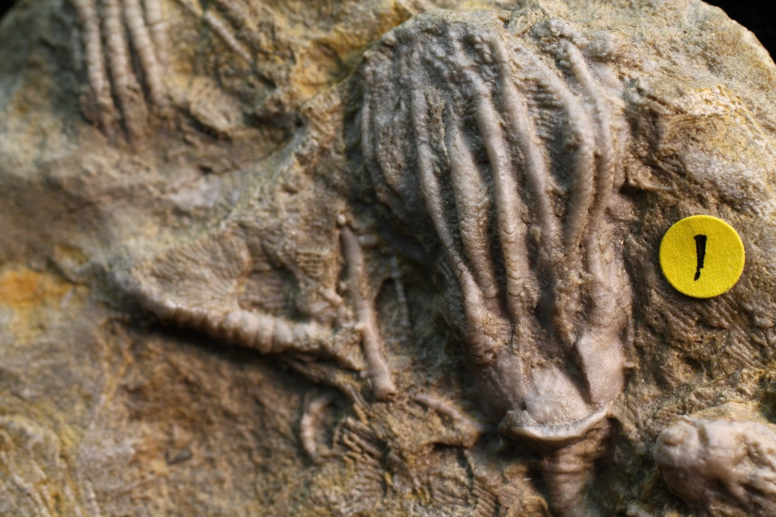 Five Different Crinoid Fossils, Franklin Co., Alabama