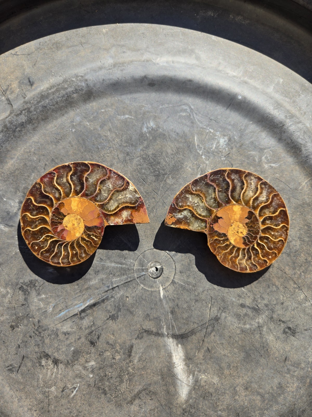 Ammonite Fossil Pair From Madagascar