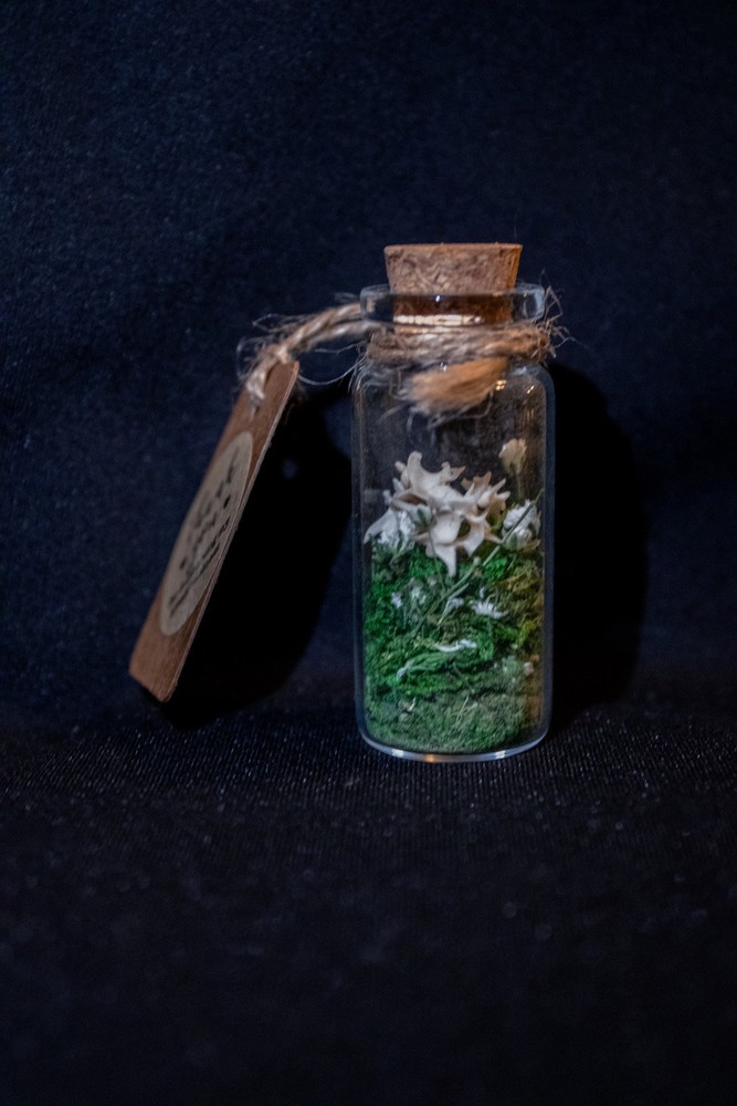 oddities weird stuff