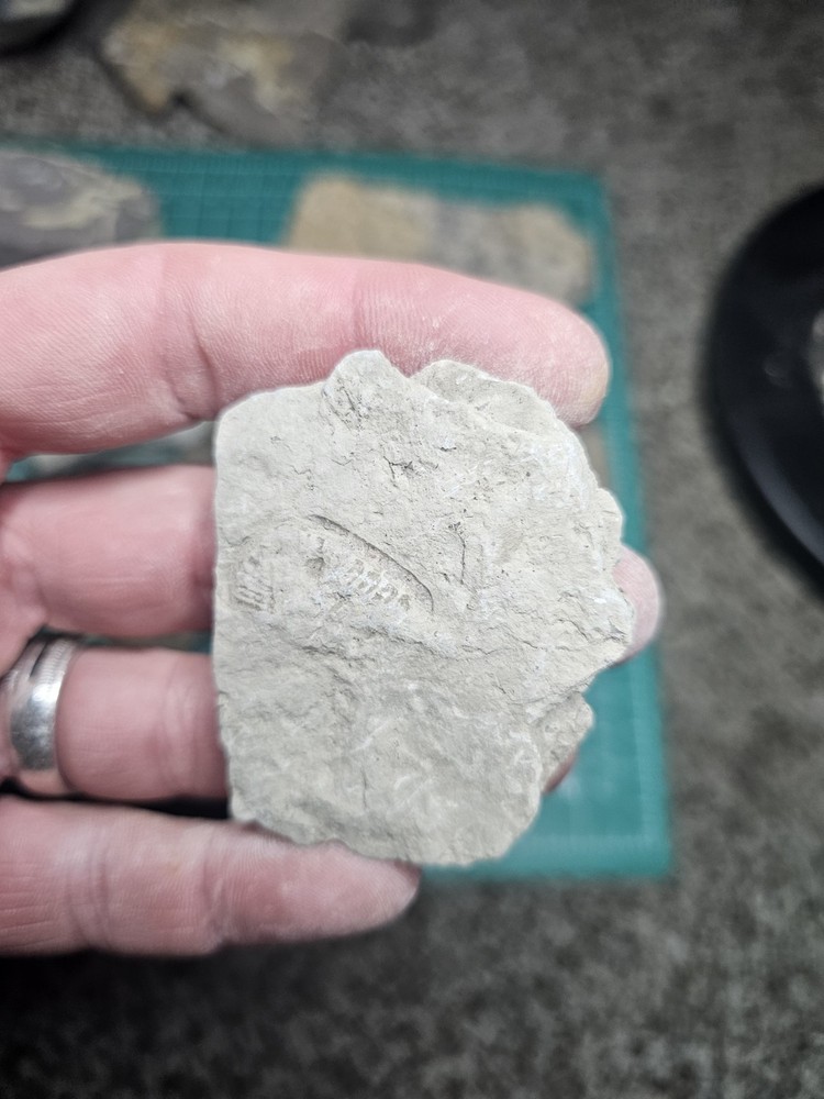 Lot Of Various Unknown Fossils