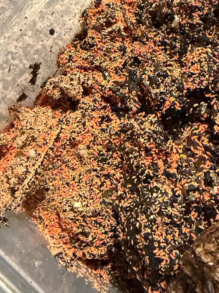 Orange Springtails 210-220 count (read description)