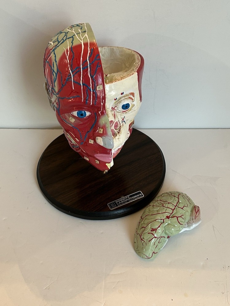 Bobbitt Laboratories Anatomical Half Head Model Removable Brain Vintage