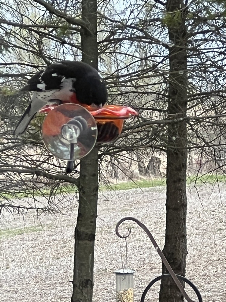 Window Oriole Freeder