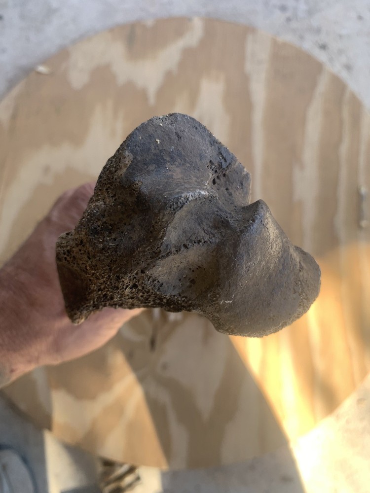 Fossilized Bison Bones