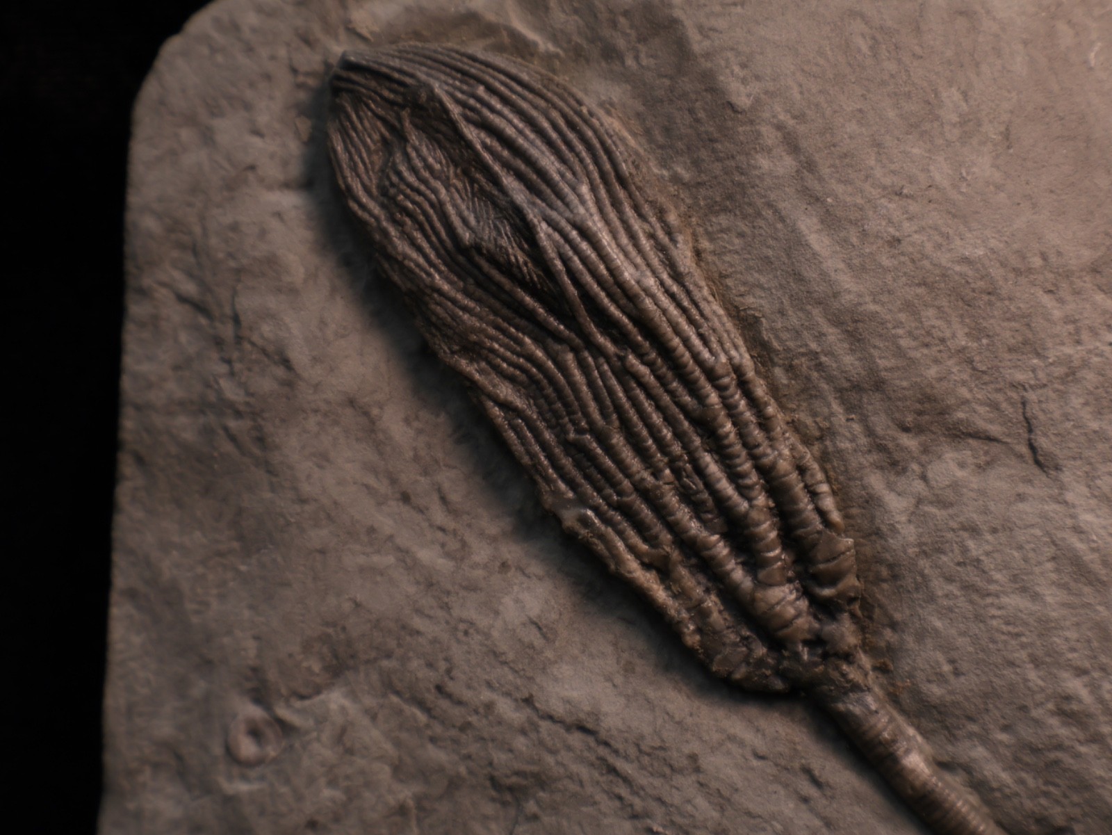 Sweet Pachylocrinus aequalis Fossil Crinoid, Crawfordsville, IN