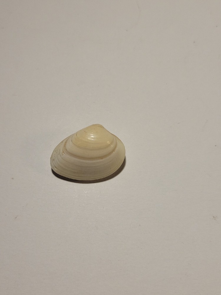 Hand Picked Australian Sea Shell - Venerupis Galactites