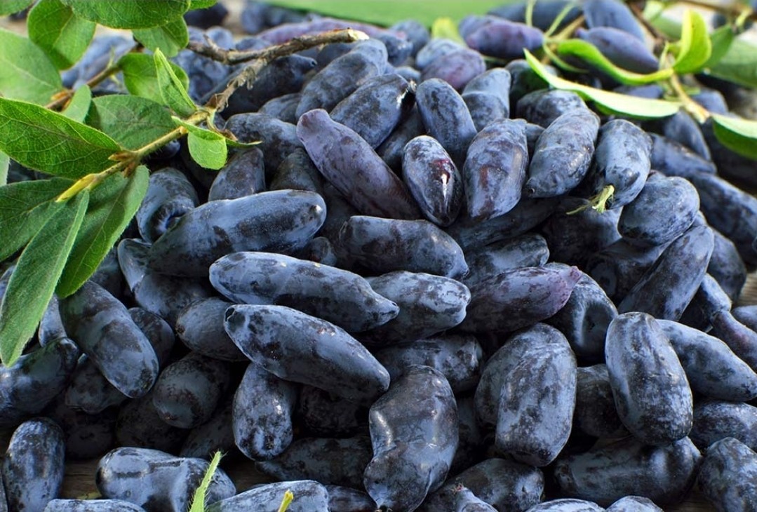 (2) 1 Ea Aurora & Boreal Blizzard Honeyberry LIVE 3 YR PLANTS 18-24" Gallon