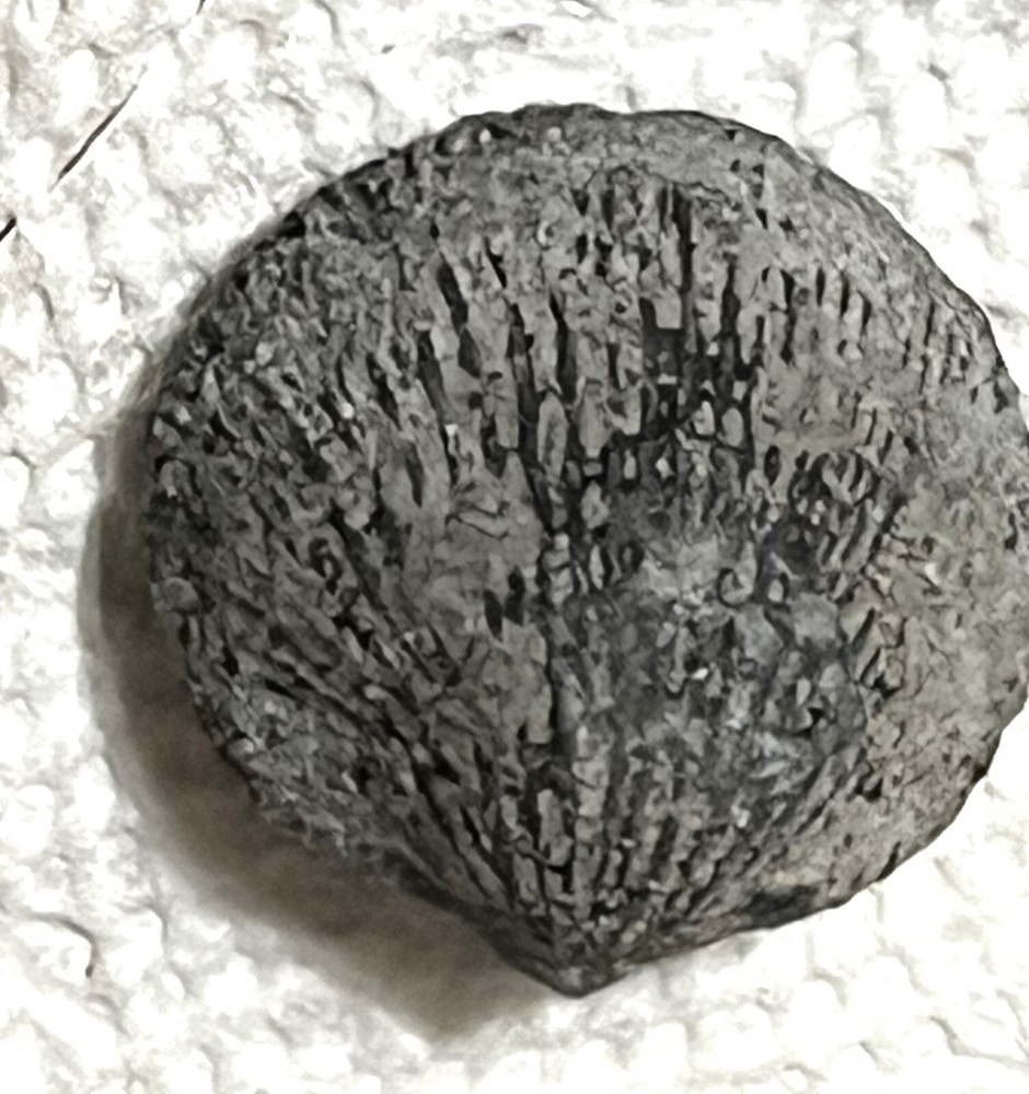 Devonian: Tentaculite, Shells, Crinoid near Howe's Cavern New York see below