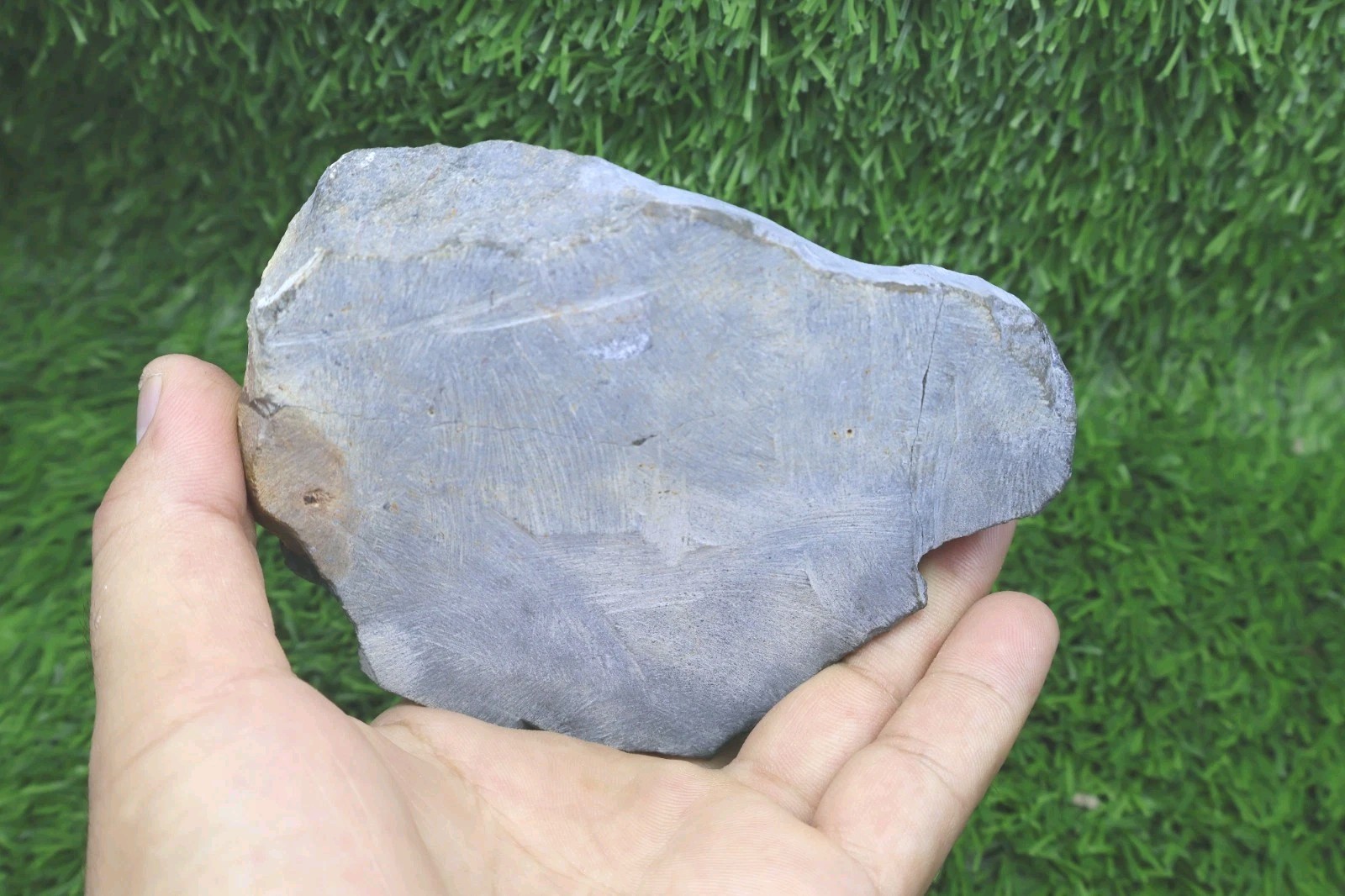 Trilobite Paralejurus trilobite fossil Devonian trilobite from Moroccan Fossil