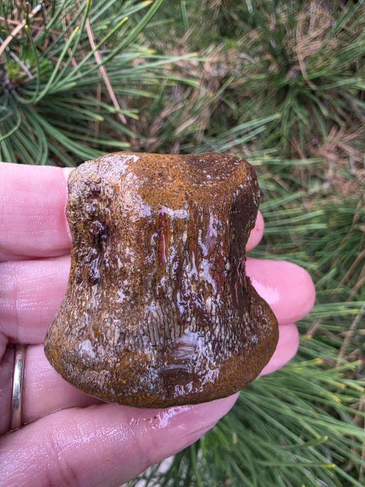 Partially Digested Mosasaur Vertebrae Bones Fossil TX Tylosaur