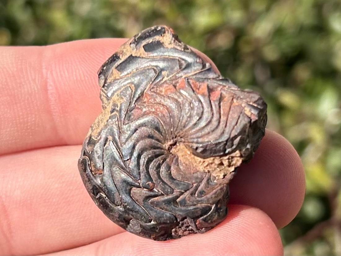 Discoclymenia cucullata Fossil Goniatite Morocco Ammonite Devonian Age