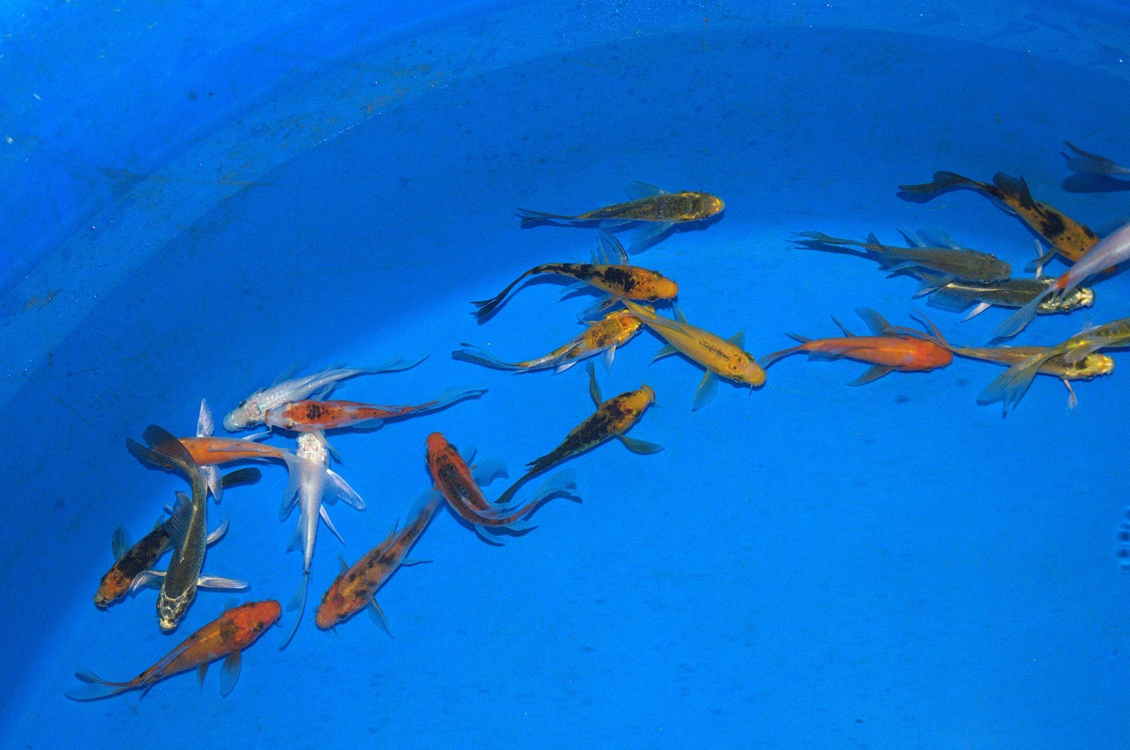 20 x 2-3" Butterfly Koi Carp A* High quality Direct from the farm!
