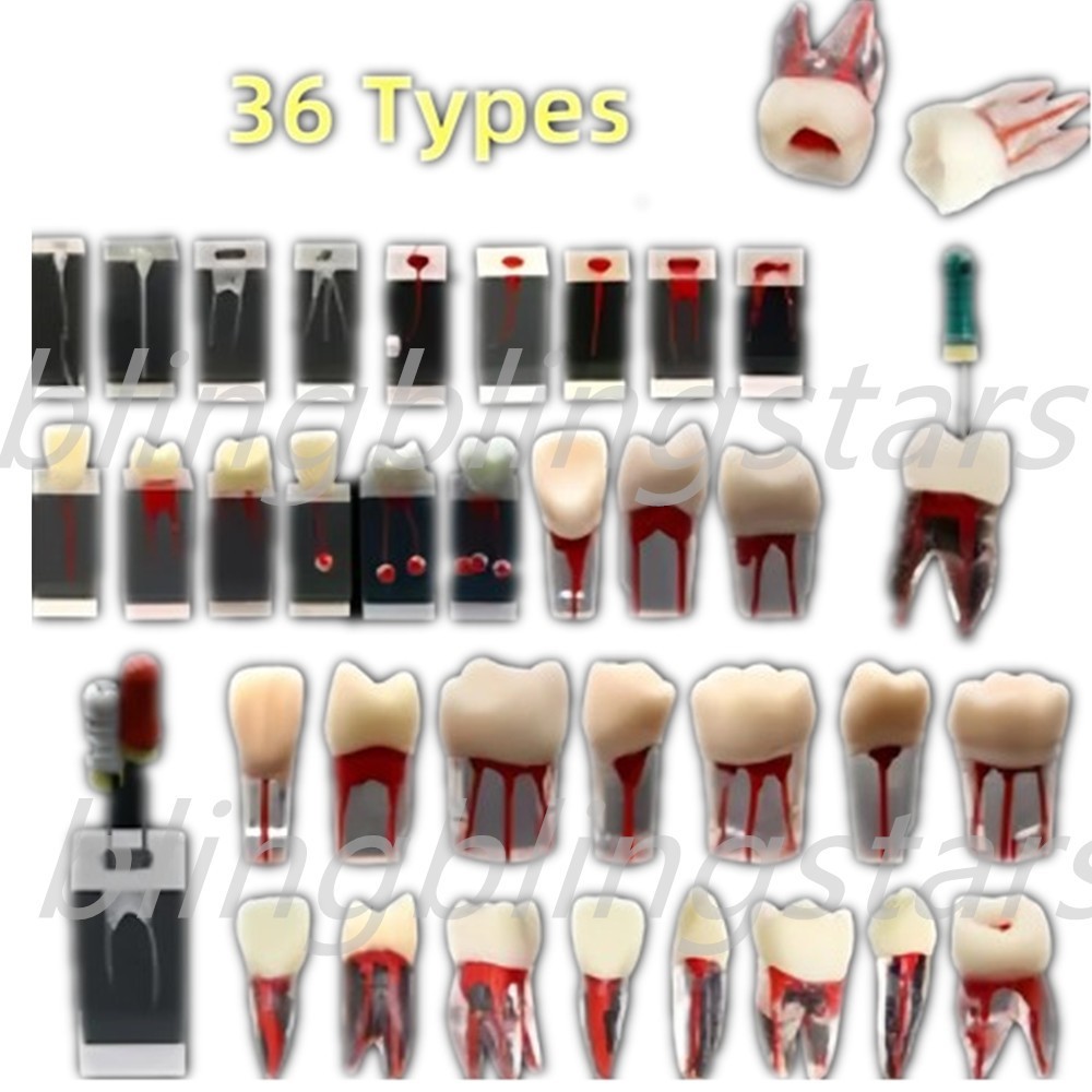 Dental Endodontic Root Canal Teeth Pulp Cavity Practice Model Training Study