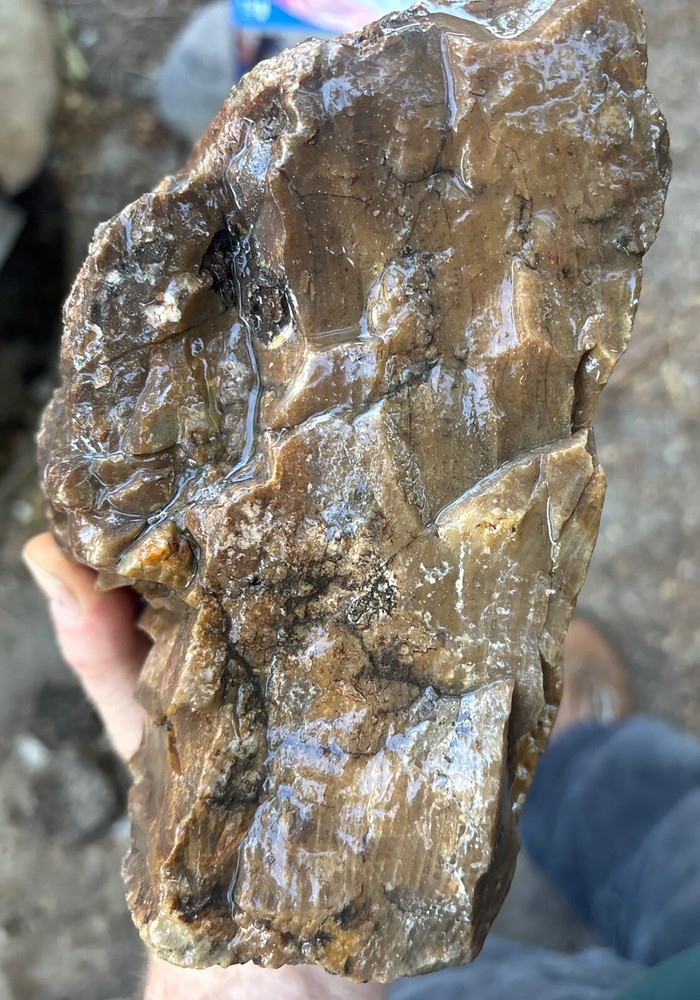 Silver Creek Junction petrified wood