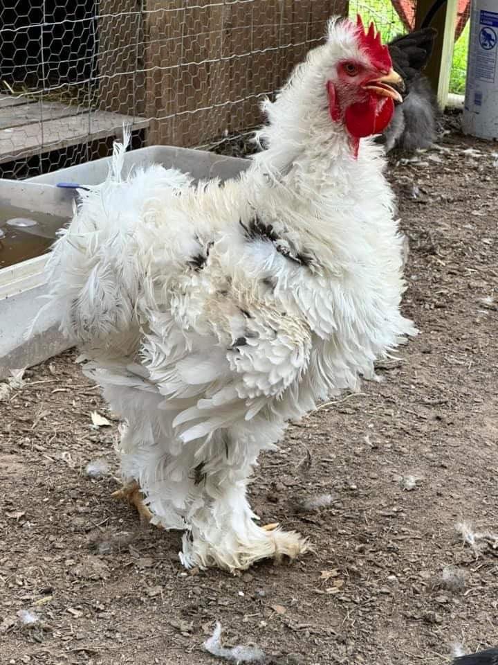 Frizzle BYM Hatching Eggs x12++