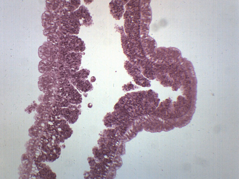 Hydra - Prepared Microscope Slide - 75x25mm - Eisco Labs