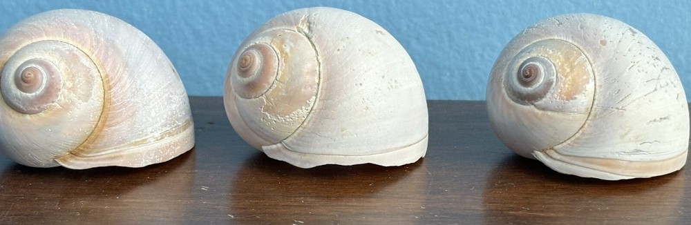 3 Atlantic Moon Snail (Sharks Eye) Shells for display, crafts
