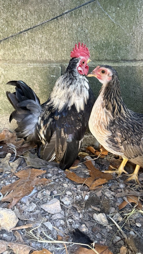 18++Small/Micro A&B SERAMA Hatching Eggs