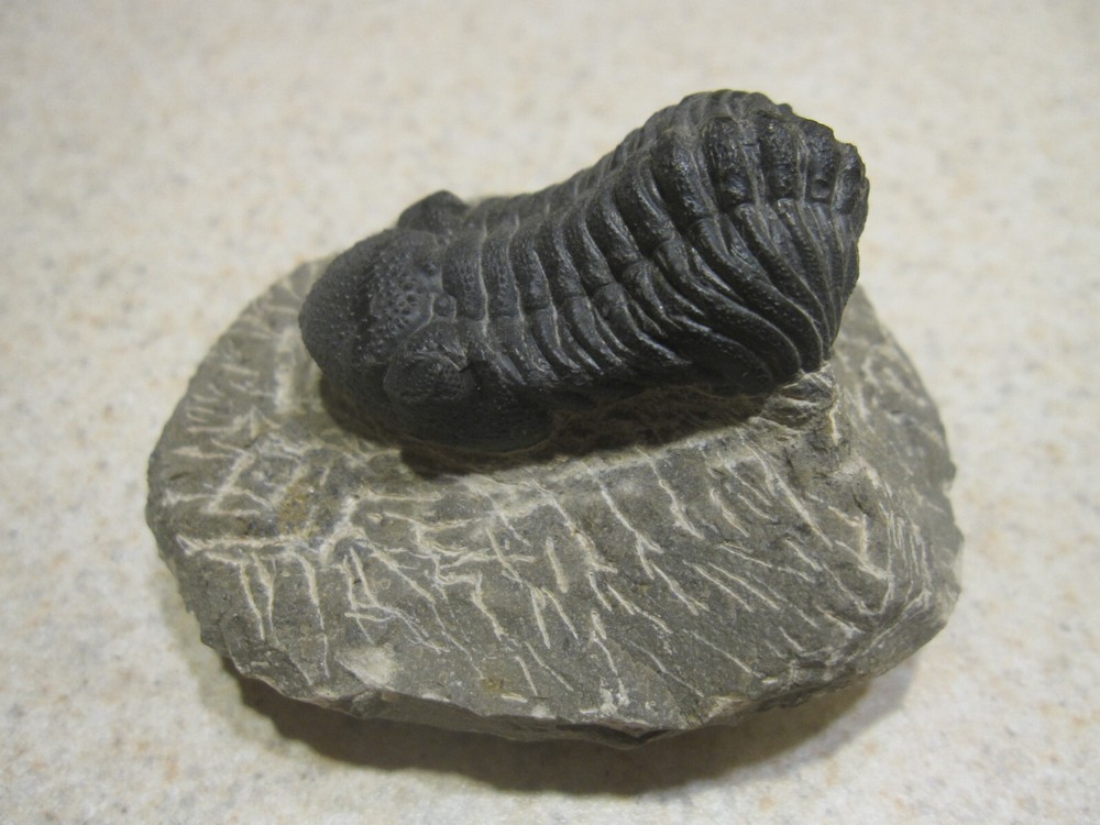 COMPLETE PHACOPS-SUPERB DEVONIAN TRILOBITE