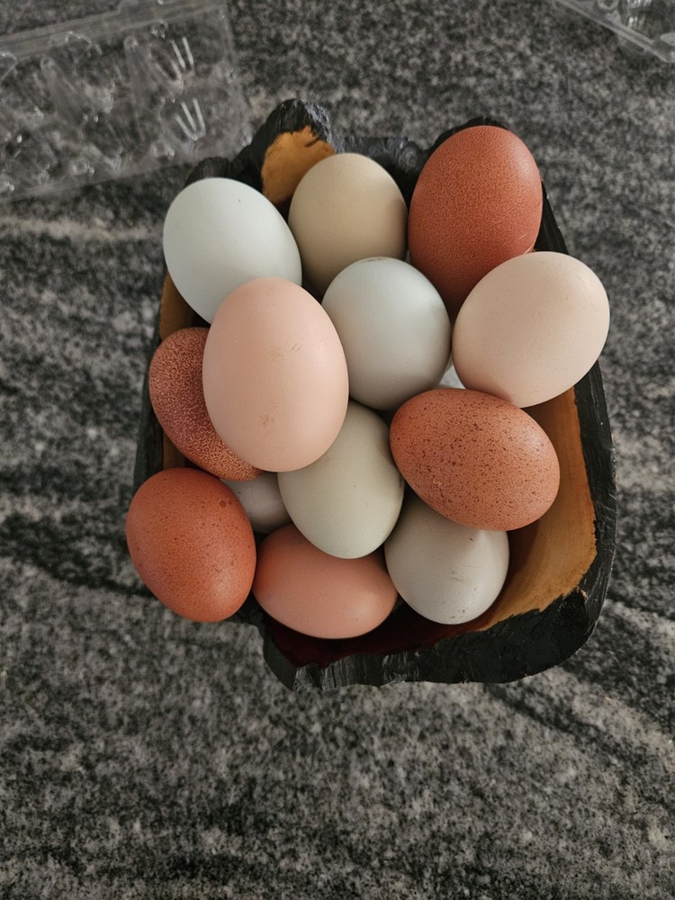 6+ Barnyard Mix Fresh Hatching Eggs From Free Range Chickens