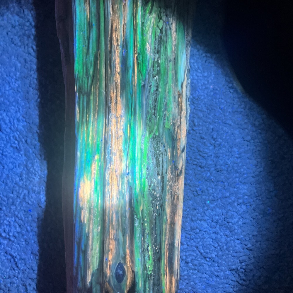 Opalized Petrified Wood Specimen (NM)