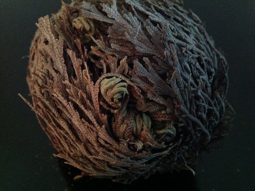 نبات الحياة او نبات سيدنا الخضر نادر جدا ومفيد جدا روحاني طبيعي نادر فوائد كثيرة