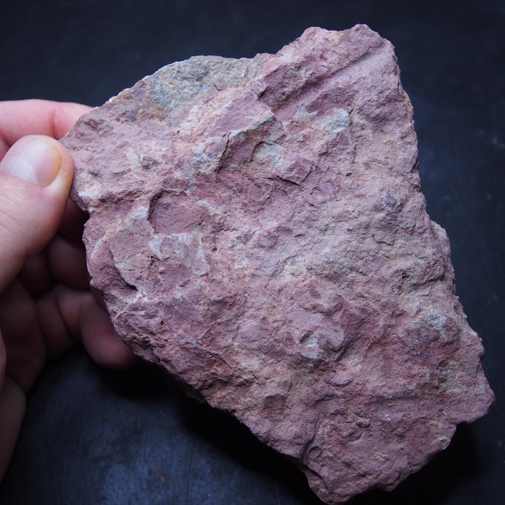 Mahoumacrinus sp. Scyphocrinites elegants Crinoid Devonian Fossil