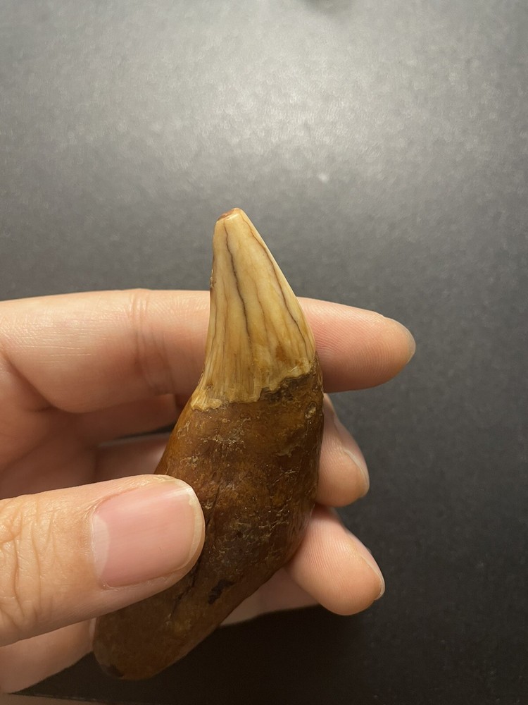 Cave bear tooth fossil