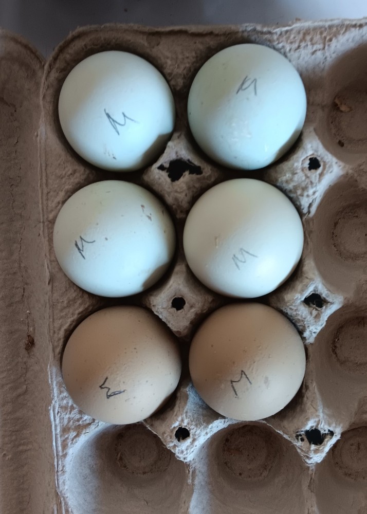 12+ Rainbow Hatching Eggs – Marans, English Orpingtons, Olive Egger, Moss & AM