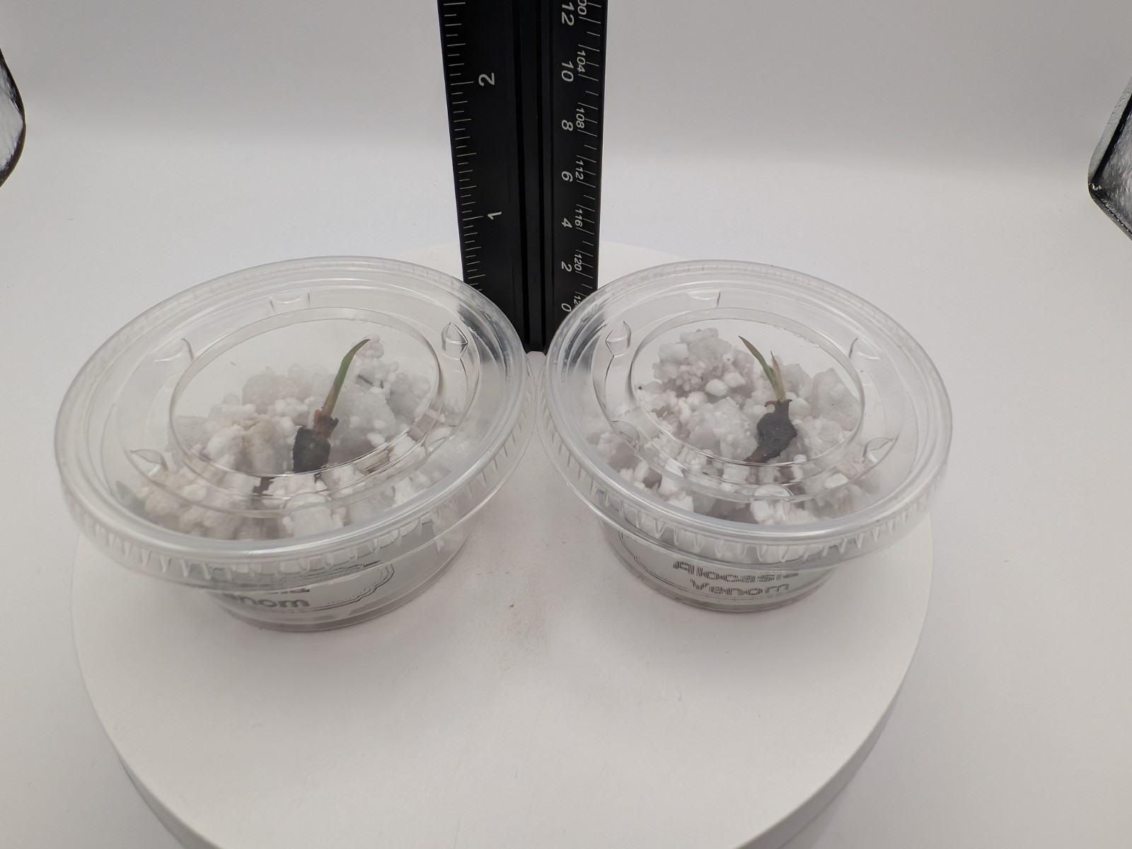 Alocasia Venom- 1x CORM (W/Leaf Emerging, No Roots) 2 Available -Growers Choice