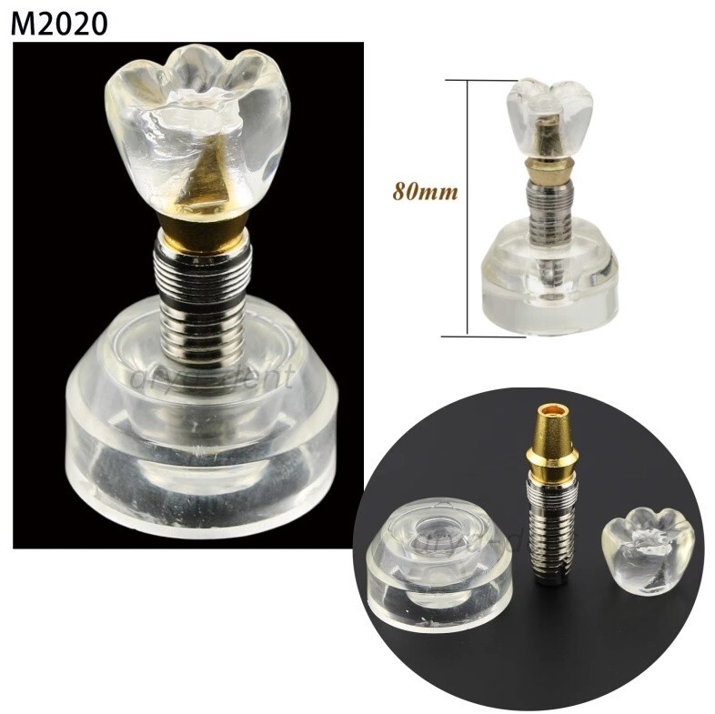 Dental Typodont Implant Teeth Model Demonstration Teeth Study Teach Model M2020