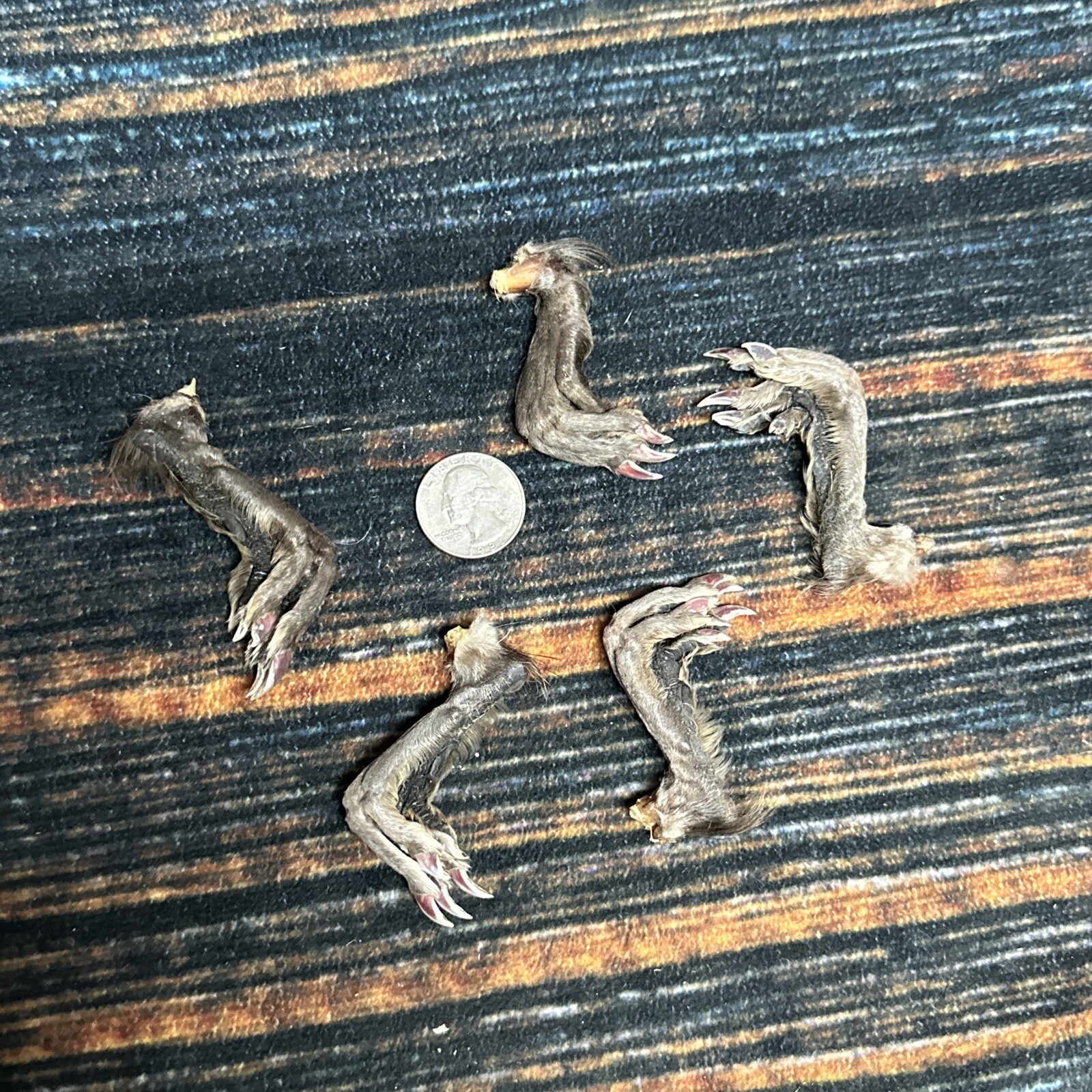 5 Real tanned Muskrat Back Feet Cured Taxidermy Mount Repair Arts Craft Witch