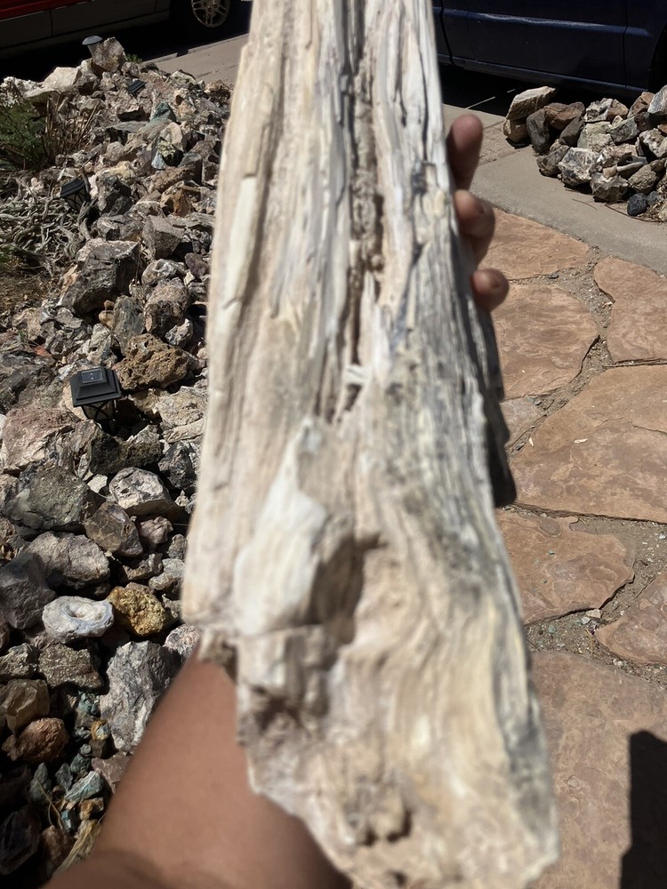 Opalized Petrified Wood Specimen (NM)