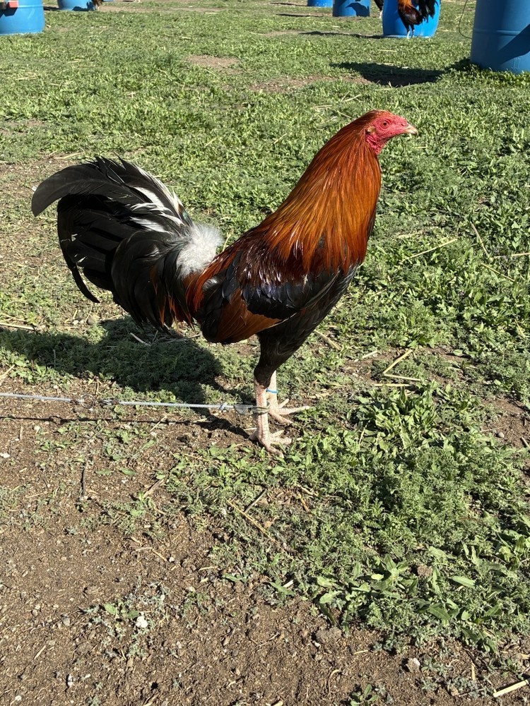 12+ Chicken Hatching Eggs