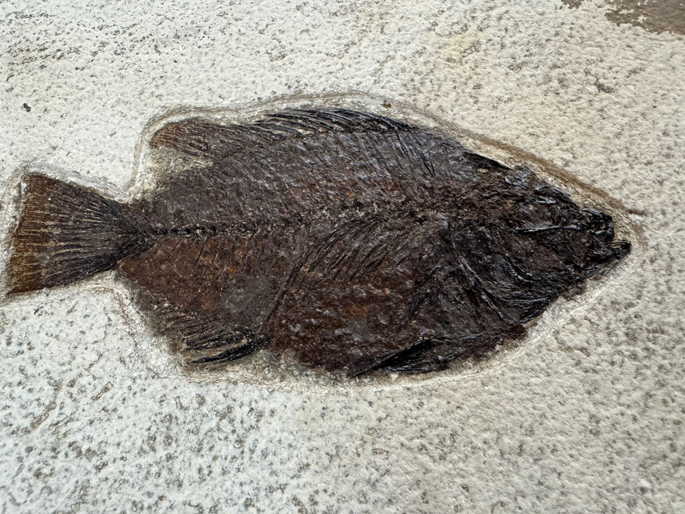 Priscacara 5 inch Kemmerer, WY