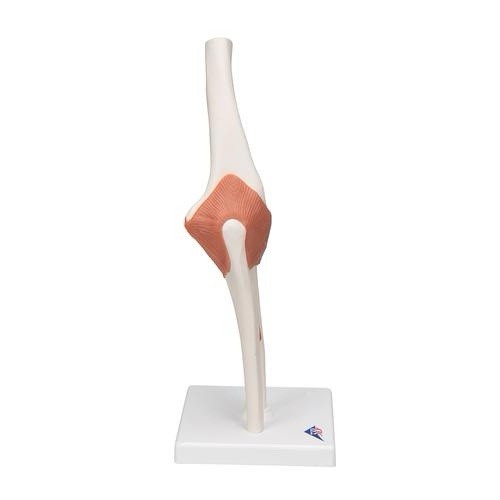 3B Scientific Functional Human Elbow Joint Model with Ligaments A83