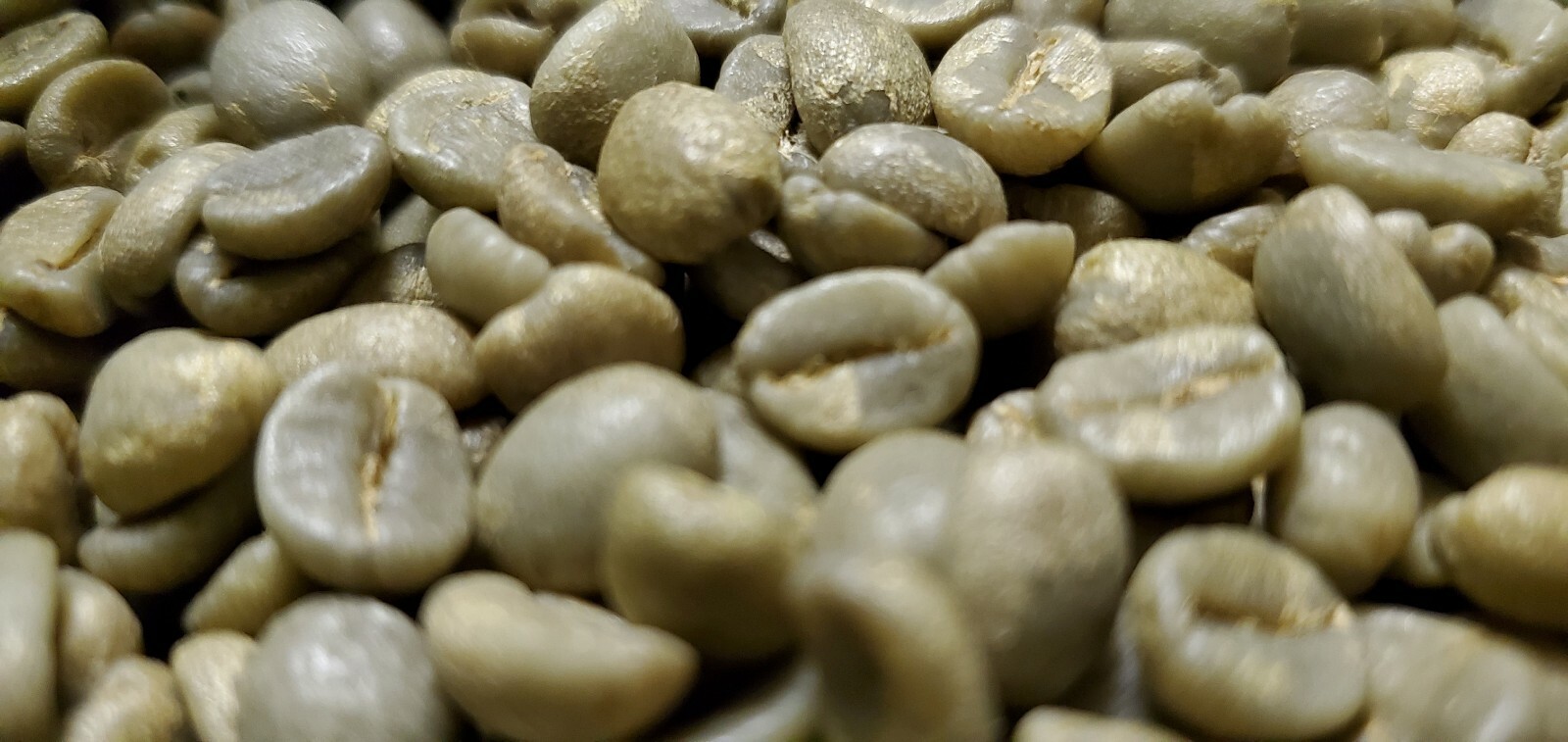 5 LB COSTA RICA, COSTA RICAN, UNROASTED GREEN COFFEE BEANS FIVE POUND - ARABICA