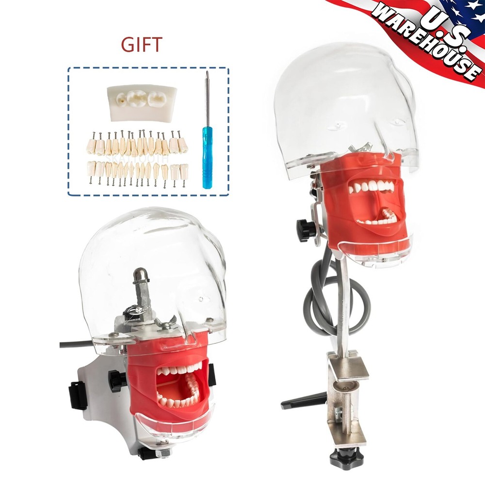 Dental Simulator Manikin Phantom Head Model Teeth Model Dental Training Practice