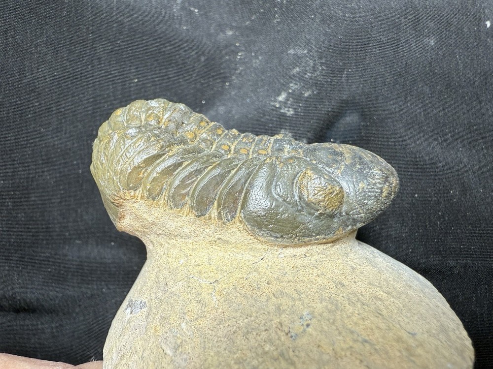 Bargin Reedops trilobite fossil great starter collection Devonian