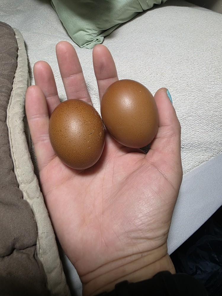 12+ *RARE* Dun Line Color Mudd Eggers! (Moss/Olive) Hatching Eggs!!