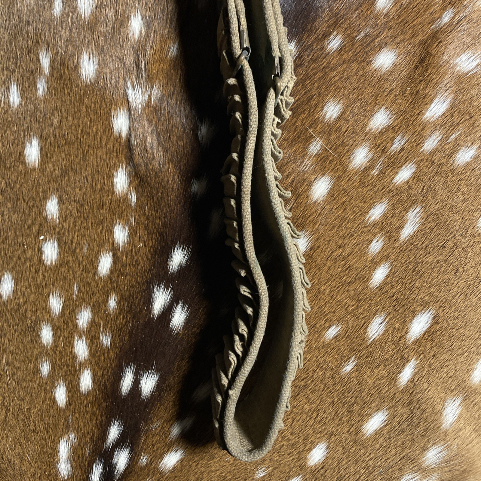 SPANISH AMERICAN WAR U.S. KRAG AMMO CANVAS BELT 45 SLOTS 30-40 Krag ?