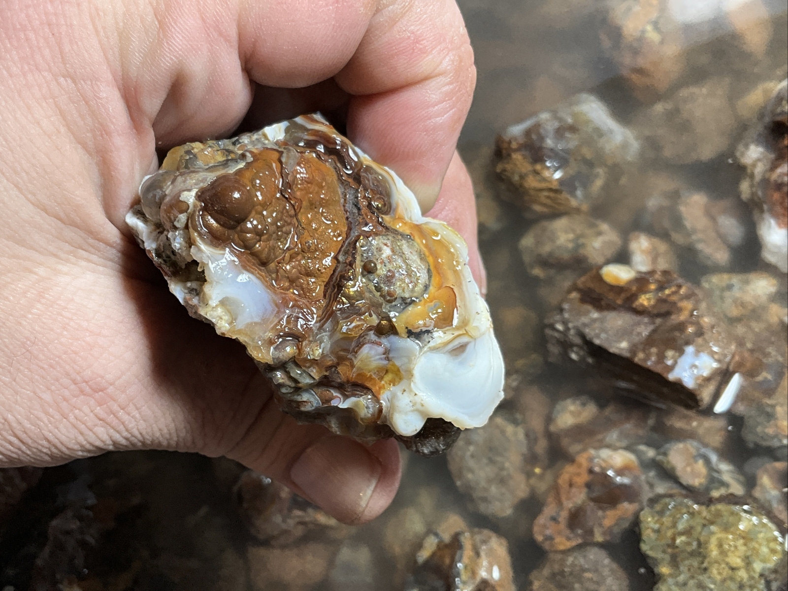 1/4 Pound Fire Agate Choice & Mid Grade Professionally Chosen Colorful Rough Lot