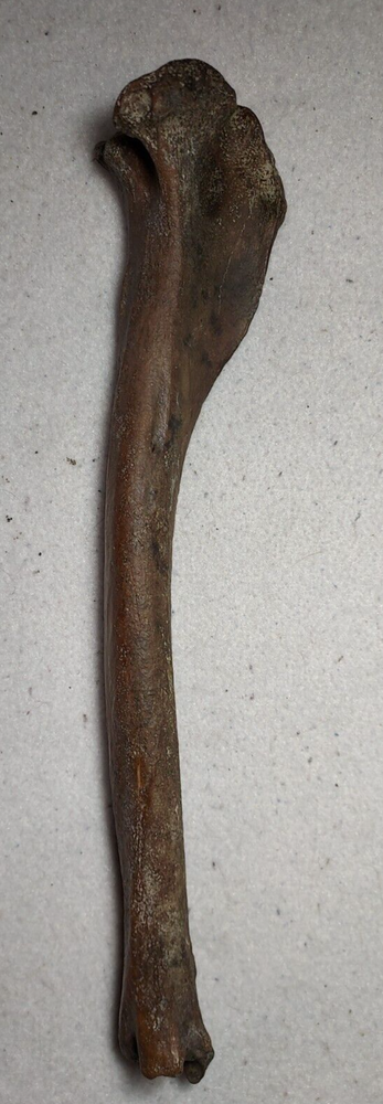 Deer Tibia Bone Fossil from Ice Age
