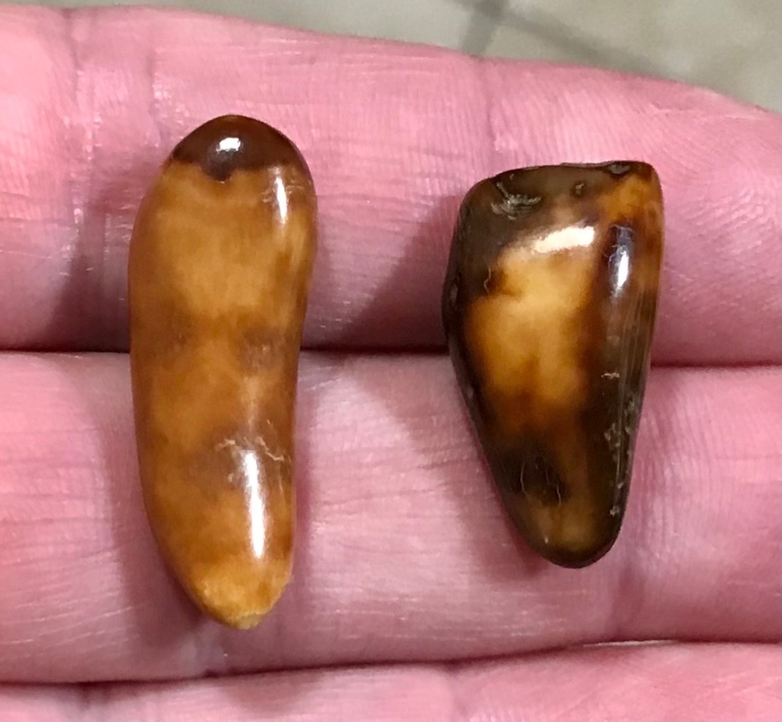RARE,POLISHED W BEAUTIFUL UNCOMMON COLOR WALR_S TOOF FOSSILS
