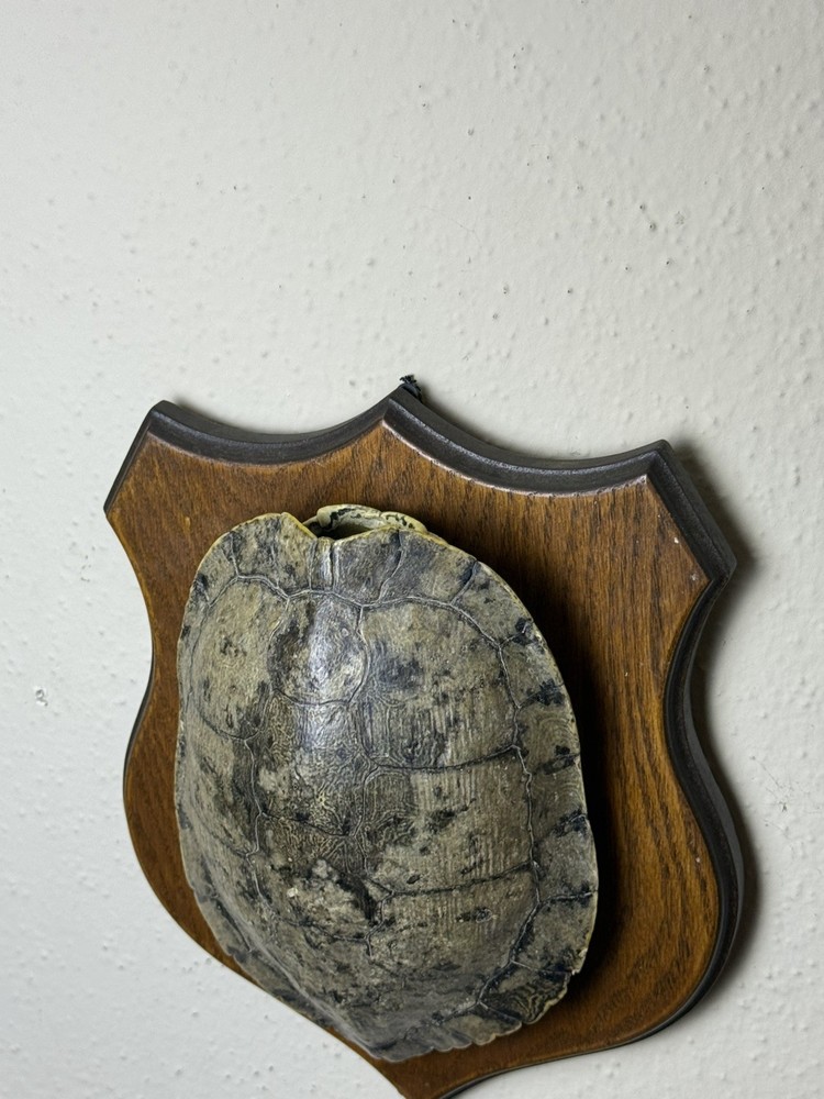 Turtle Shell in real wood plaque