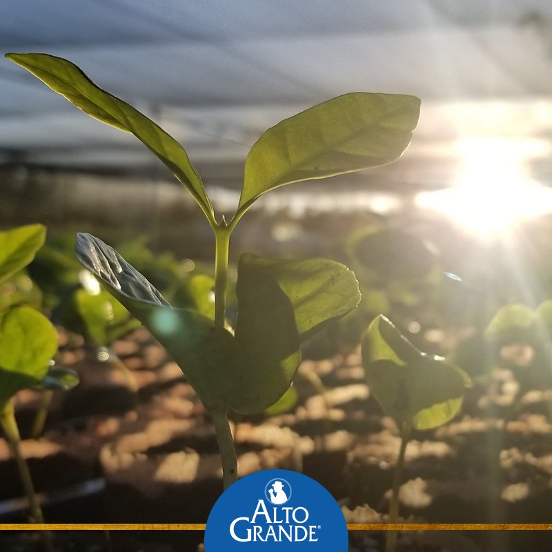 Alto Grande Coffee Super Premium Ground Coffee From Puerto Rico, 8.8 Ounce